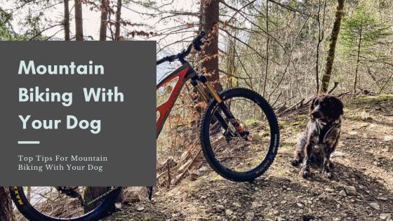 mountain-biking-with-your-dog-featured0image