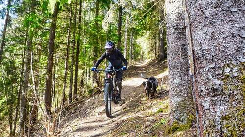 mountain-biking-with your-dog-3